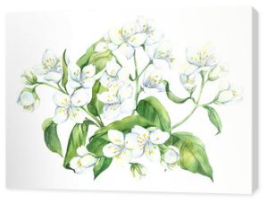 Watercolor flower, card with white jasmine with green leaves, hand drawn illustration. Stock illustration for design, wedding invitations, greeting cards, postcards, kitchen and save the date.