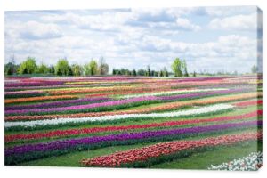 kolorowe pole tulipanów z niebieskim niebem i chmurami