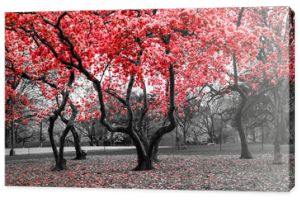 Las z czerwonymi kwiatami w czarno-białym krajobrazie