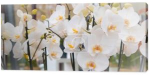 wakacje banner tło z pięknymi białymi orchideami kwiaty