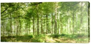 Lasy w lecie z światła przez zielonych liści