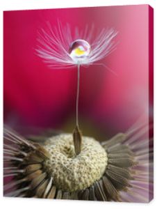 Fotografia makro. Nasiona mniszka lekarskiego z kroplą wody i kwiatowym odbiciem na nasyconym jasnym szkarłatnym różowym tle. Abstrakcyjny ekspresyjny artystyczny obraz piękna natury.