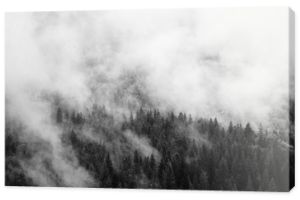 Letni krajobraz górski w czerni i bieli. Las pod chmurami po deszczu. Podróżowanie po Karpatach na Ukrainie