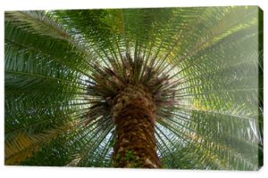 Zdjęcie palmy, łodygi i gałęzi/liści z niskiego kąta (Phoenix canariensis)