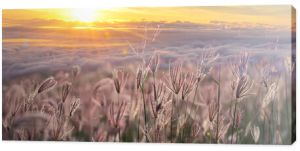 Piękna łąka trawa kwiat w krajobrazie lasu naturalnego o wschodzie słońca ze złotym promieniem słońca.