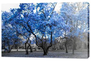 Niebieskie drzewa w surrealistycznej czarno-białej scenie leśnej w Central Parku w Nowym Jorku