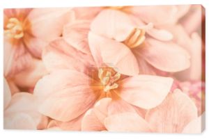 Kolor Roku 2024 Peach Fuzz. Piękne miękkie tło. Piękna kompozycja kwiatowa z tulipanem. Kwiaciarnia i kwiaciarnia koncepcji projektowania. zbliżenie, tło kwiatowe