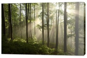 Wiosenny las bukowy po kilku dniach deszczu w mglisty poranek