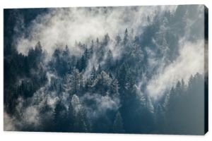 Gęsta poranna mgła w alpejskim krajobrazie z jodłami i górami.