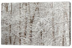 gałęzie pokryte szronem w tle, abstrakcyjny krajobraz śnieg zima natura mróz