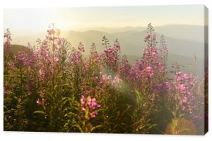 Fioletowe i różowe kwiaty łubinu w górach o zachodzie słońca