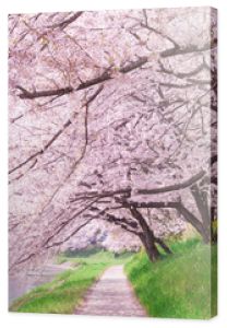 Sakura drzewo w parku.Japonia