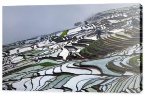 Tarasowe pola ryżowe w sezonie wodnym w prowincji Yunnan w Chinach.
