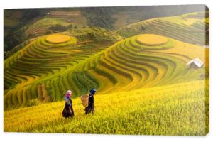 Wietnam. Pola ryżowe przygotowują żniwa w północno-zachodnim Wietnamie