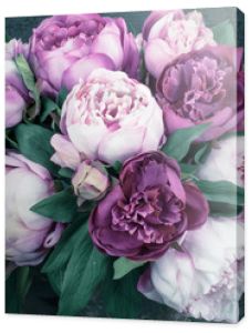 Bouquet of peony flowers. Purple tone and dark background.