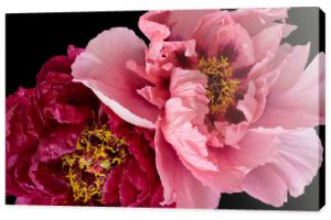 Isolated red pink young peony blossom pair macro on black background in vintage painting style