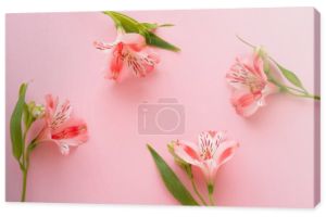 widok z góry lilie peruwiańskie na różowym tle
