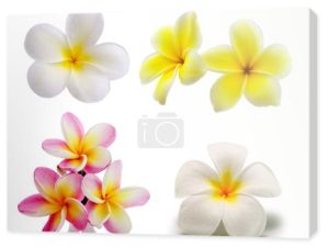 Tropikalne kwiaty plumerii (plumeria) na białym tle na biały backgro