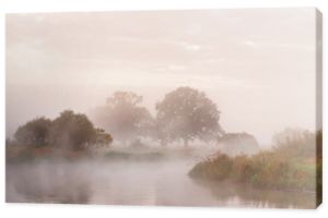 Mglisty jesienny poranek nad rzeką. Samotne dęby na łące