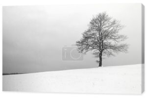łąka iin drzewo w zimie