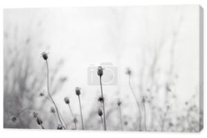 Białe tło natury w stylu vintage do projektowania graficznego lub tapety. Pole kwiatów kwitnących na wiejskiej farmie w zimie. Krajobraz łąki rano z mgłą i zimnem.