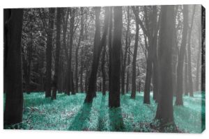 Fotografia czarno-biała z turkusowym akcentem - Łąka w lesie