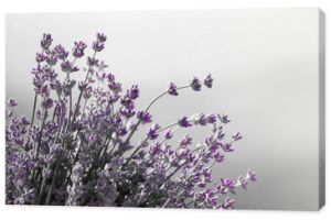 Fotografia czarno-biała z akcentem - Kwiaty lawendy