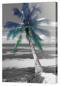 Fotografia czarno-biała z kolorowym akcentem - Palma