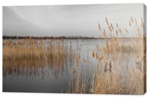 Fotografia czarno-biała z kolorowym akcentem - Trzcina na jeziorze