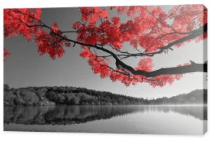Fotografia czarno-biała z czerwonym akcentem - Drzewo na tle jeziora i lasu