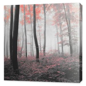 Fotografia czarno-biała z czerwonym akcentem - Las we mgle