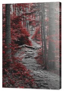 Fotografia czarno-biała z czerwonym akcentem - Ścieżka w lesie