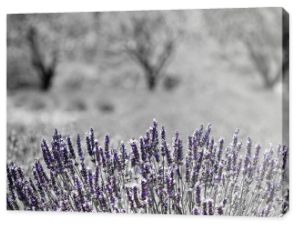 Fotografia czarno-biała z fioletowym akcentem - Pejzaż z lawendą