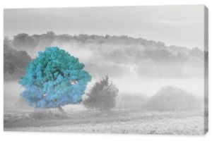 Fotografia czarno-biała z turkusowym akcentem - Drzewo we mgle