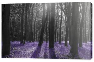 Fotografia czarno-biała z fioletowym akcentem - Łąka w lesie
