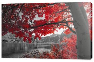 Fotografia czarno-biała z czerwonym drzewem