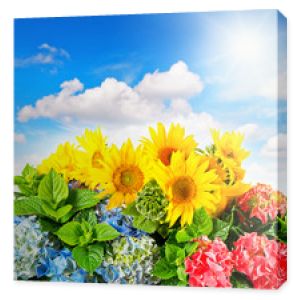 kolorowe słoneczniki i kwiaty hortensji