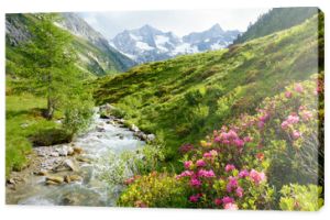 Róże alpejskie na potoku wysokogórskim