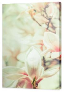Zbliżenie kwiatów magnolii o rozmazany kwiat drzewa, wiosenna natura, obramowanie kwiatowe, pastelowy kolor, obramowanie kwiatowe