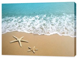 rozgwiazda na piasku plaży