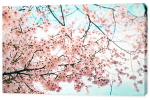 Drzewo Sakura w Japonii. Kwitnący kwiat wiśni w ogrodzie na wiosnę.