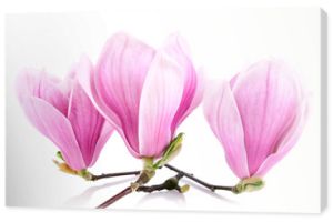 Trzy kwiaty magnolii na białym