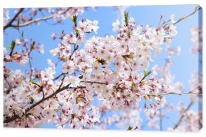 Sakura kwiaty tło. Wiosna Sacura Kwiat. Japonia