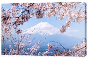 Drzewo Sakura w Japonii. Kwitnący kwiat wiśni w ogrodzie na wiosnę.