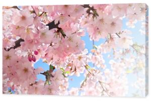 Kwitnące drzewo sakura, różowe kwiaty wiśnia na gałązce w ogrodzie w wiosenny dzień