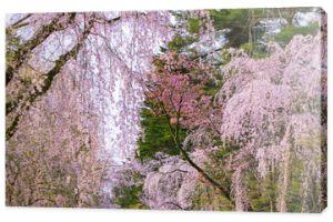 piękna sakura na starym mieście, japonia