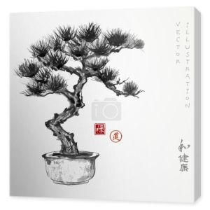 Drzewo sosny Bonsai