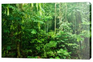 Niesamowity gęsty las tropikalny