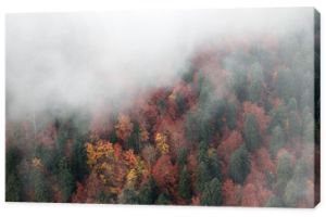 Gęsta mgła pokrywa żółte i zielone jesienne drzewa, widok z góry