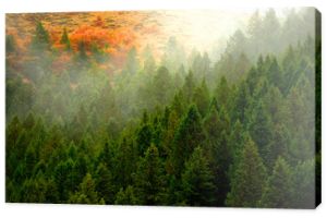 Jesienny klon i sosna z mgłą na zboczu góry